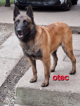 Belgický ovčiak malinois šteniatka - 11