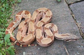Boa imperator - Hypo RLT het VPI, Ghost het VPI, VPI Sunglow - 11