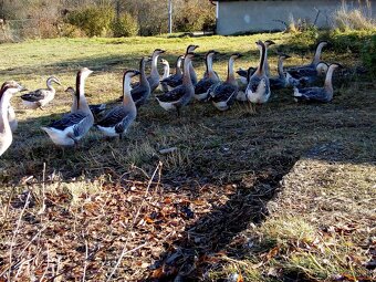Bernikla Bielolíca / Kačica Mandarínska / Kanadská hus/ Husi - 11