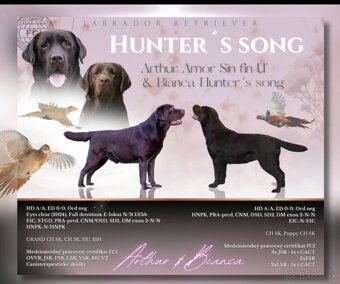 Labrador retriever s PP,  Labradorsky retriever - 11