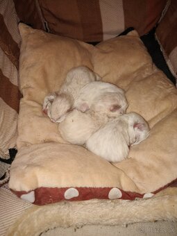 Kocúr ragdoll na krytie - 11