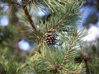 Zoom-Nikkor  80-200mm / F4,5 / Nikon F - 11