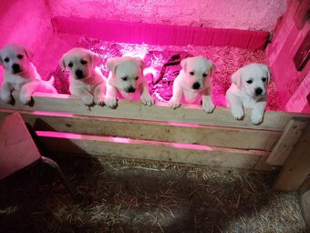 Labrador krytie - 11