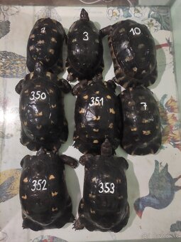 Suchozemská korytnačka-môj odchov 2025 . - 11