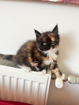 Maine coon / mainska myvalia s PP - 11