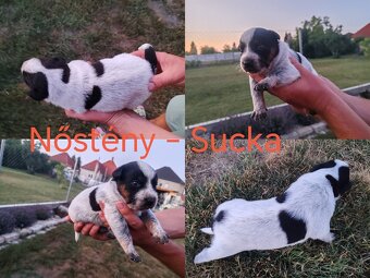 Australsky dobytkársky pes Cattle dog - 11