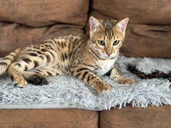 Bengálský kocúrik s PP - 11