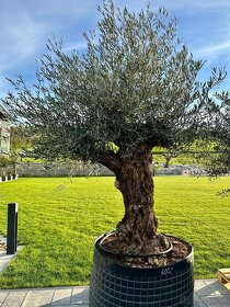 Olivovník európsky (Olea europaea) - 11