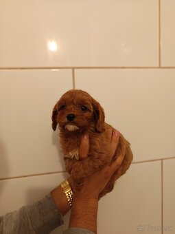 Cavapoo - 11