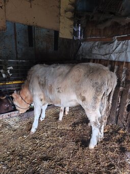 Predám jalovice - 11