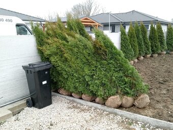 Tuja Smaragd, vavrínovec, červienka, gaštan - Žilina - 11