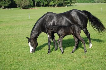 Pripúšťanie American Quarter Horse - 11