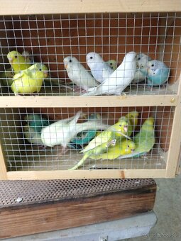 Andulky, zebričky, neofémy - 11