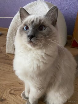 Ragdoll na krytie - 11