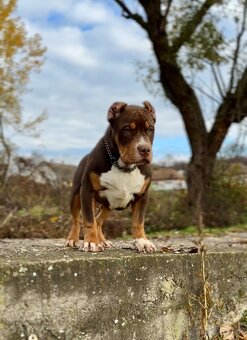 American Bully XL (Pitbull XXL) - 11