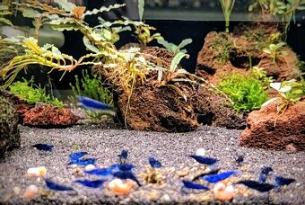 Predám krevetky Neocaridina Blue Diamond - 11