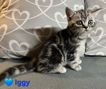 Britské whiskas mačiatka s PP - 11