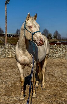 Pripúšťanie cremello žrebcom AQH - 11
