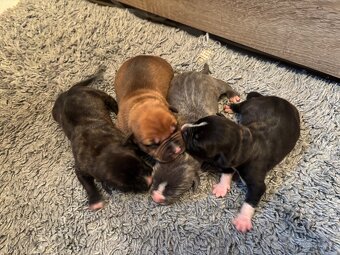 Americký stafordsirsky terier, Stafford, amstaf - 11