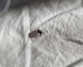 Phidippus regius „Everglades“ (Skákavka kráľovská) - 11