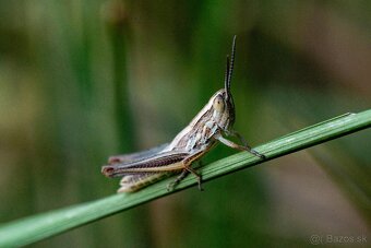 Sigma 105mm f/2.8 DG DN Macro Art, baj. Sony E - 11