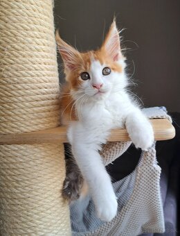 Mainska myvalia s PP - 11