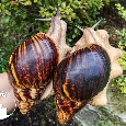 Africké slimáky Archachatina marginata ovum XXL / terárium - 11
