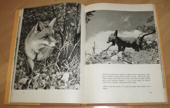 Povídání s liškou - 11