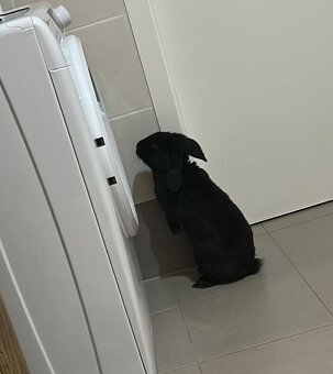 Ročný zajačik - 11