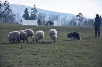 Krycí pes/pes na krytie border kolia - 11