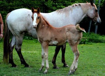AMERICAN PAINT HORSE - 11