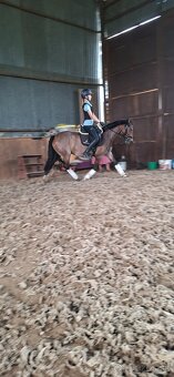 Predám 10 ročnú welsh cob kobylu - 11