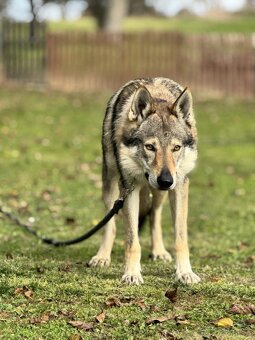 československý vlčiak s PP (FCI) - 11