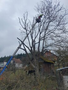 Výruby rizikových stromov stiepkovanie arboristika - 11