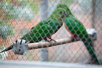 Papagáj královský - 11