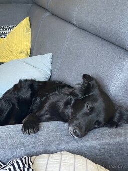 Border kolia mix Alan (3,5 r.) hľadá aktívny, láskyplný domo - 11