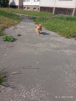 Nemecký špic malý/ pomerian - 11