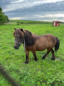 Prodám poníky - 11