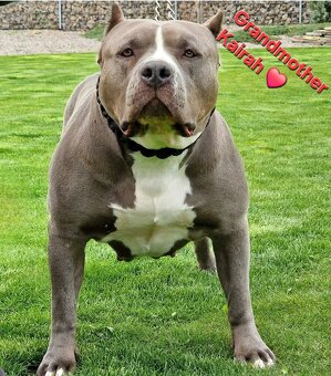American Bully XL XXL - 11