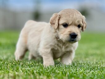 Zlatý retriever šteniatka s PP - 11