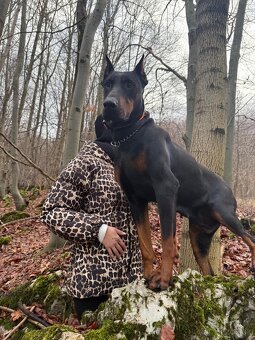 Doberman šteniatka - 11