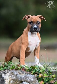 Americký Staffordšírsky terriér - 11