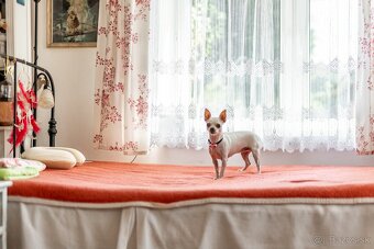 Pokoj vidieka, výhody mesta – Rodinný dom v Novej Bani na pr - 11