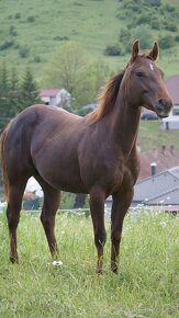 Kobyly Quarter Horse - 11