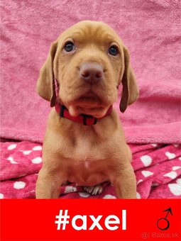 Maďarská vyžla bez PP - 11