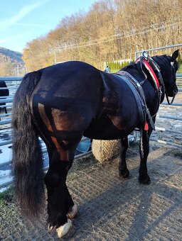 Norik Muránsky - 11