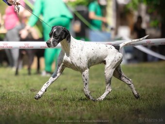 Anglický pointer, english pointer, stavač - 11