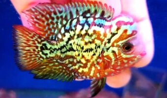 Flowerhorn kamfa shortbody - 11