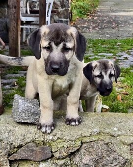KANGAL - štěňata již K ODBĚRU, iba sučky - 11