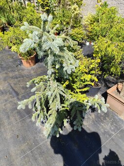 Okrasné dreviny, kríky - 11